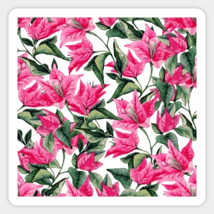 Pink bougainvillea Sticker